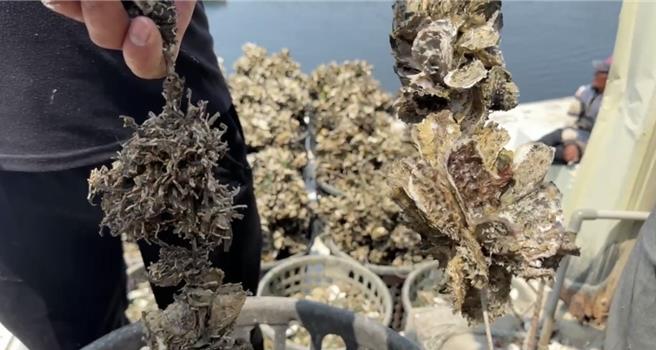 台南南區、安平區、安南區外海養殖蚵，近日傳出大量異常「爆殼」死亡情形，右邊為正常蚵，外觀完整，左邊為爆殼的蚵。（曹婷婷攝）