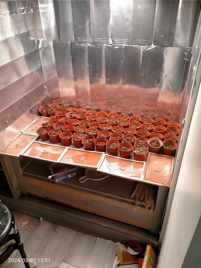 警方经埋伏多日见时机成熟，前天下午在屏东县崁顶乡查缉邓男到案，当场查获大麻成品2879公克、大麻活株232株。（警方提供／林雅惠高雄传真）