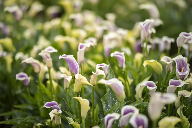 春季展區種植大面積彩色海芋，色彩繽紛。(圖/桃園市政府提供)