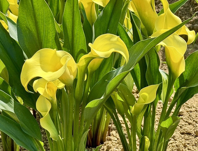 春季展區種植大面積彩色海芋，色彩繽紛。(圖/桃園市政府提供)