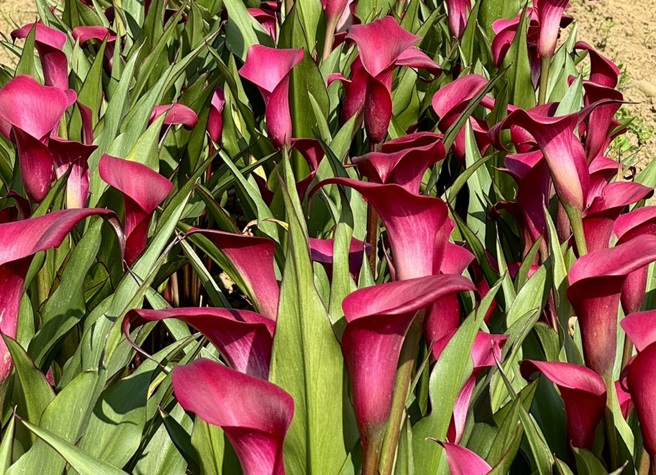 春季展區種植大面積彩色海芋，色彩繽紛。(圖/桃園市政府提供)