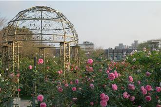 天晴好時機玫瑰花海大爆發 台北玫瑰展賞花攻略一次看