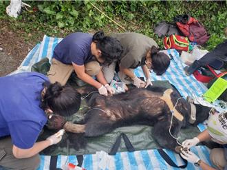野放黑熊又入陷阱 「達古阿里」左後腳腫脹送醫