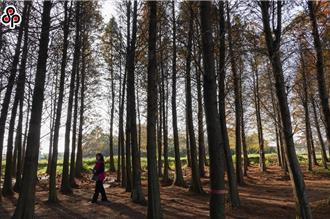 減碳新助力？農業部再送綠碳、黃碳、藍碳方法學