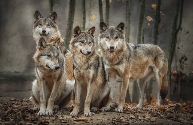 大陆青海果洛州三江源国家公园出现12匹狼，整齐列队走在黄河冰面上，管护员直呼太壮观了。(示意图:shutterstock/达志)