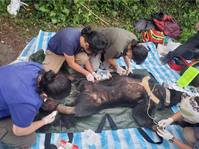 台湾黑熊「达古阿里」野放4个月后返回靠近部落中陷阱，林业署花莲分属与兽医救援。（林业保育署花莲分署提供／王志伟花莲传真）