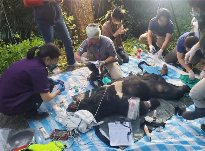 台湾黑熊「达古阿里」野放4个月后返回靠近部落中陷阱，林业署花莲分属与兽医救援。（林业保育署花莲分署提供／王志伟花莲传真）