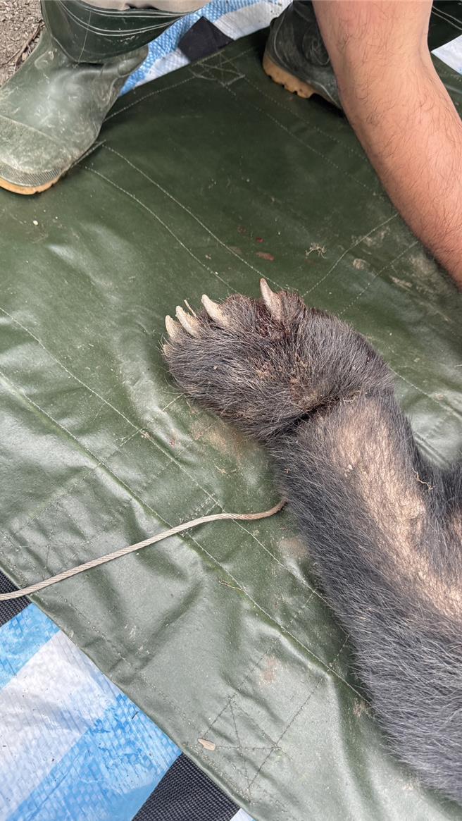 台湾黑熊掉入陷阱，左脚肿胀，现场救援。（林业保育署花莲分署提供／王志伟花莲传真）