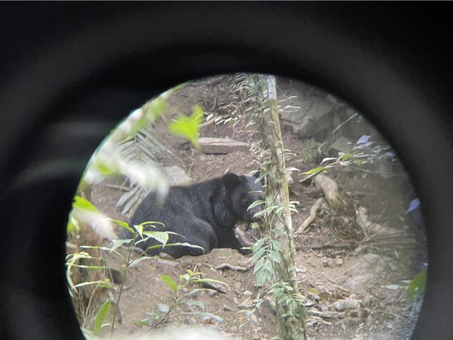 经卫星追踪与红外线照相机纪录研判，达古阿里在3月后非常靠近部落。（（林业保育署花莲分署提供／王志伟花莲传真）