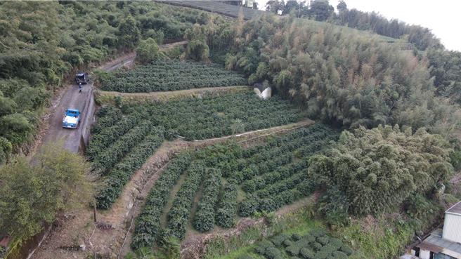 「柏香茗茶咖啡庄园」的咖啡园排列整齐，从空中看下去还以为是茶园。（陈建勋提供∕吕妍庭嘉义传真）