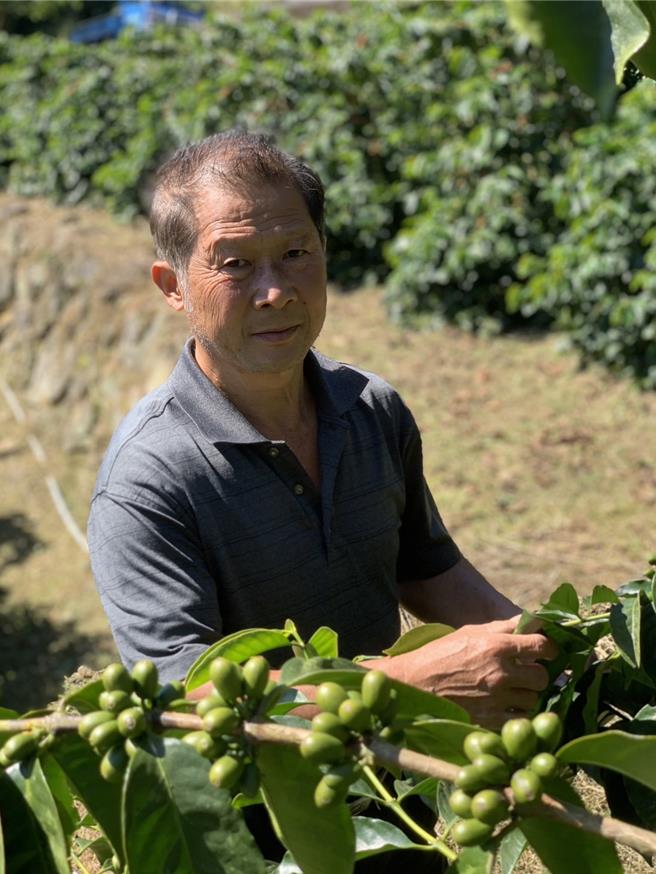 「柏香茗茶咖啡庄园」的咖啡园靠一家人合力经营。（陈建勋提供∕吕妍庭嘉义传真）
