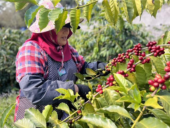 「柏香茗茶咖啡庄园」的咖啡园靠一家人合力经营。（陈建勋提供∕吕妍庭嘉义传真）