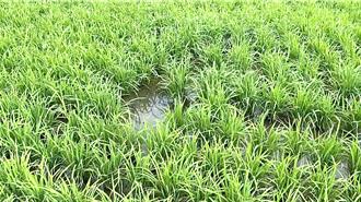 屁孩騎自行車惡搞 壓壞稻田！受害農民喊告