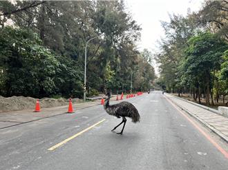 漁光島見超巨鳥逛大街 他驚「鴕鳥」落跑 飼主揭真實身份