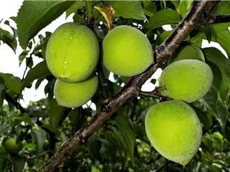 上山採梅了！ 梅岭青梅果实较往年大 结果率不到5成