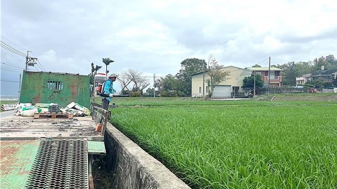 台东县关山镇水稻田遭男游客骑乘自行车闯入恶搞，农民不舍血汗结晶被糟蹋。（萧嘉蕙摄）