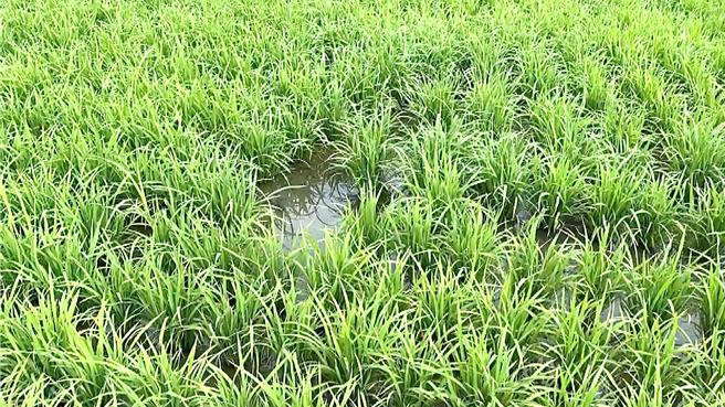 水稻秧苗被自行车辗压，稻田宛如鬼剃头，东缺西少。（萧嘉蕙摄）