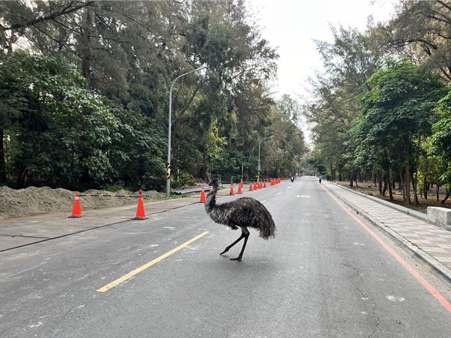 野崎孝男昨天遇到「鴯鶓」在漁光島逛大街，當下以為遇到鴕鳥。(野崎孝男提供／曹婷婷台南傳真)
