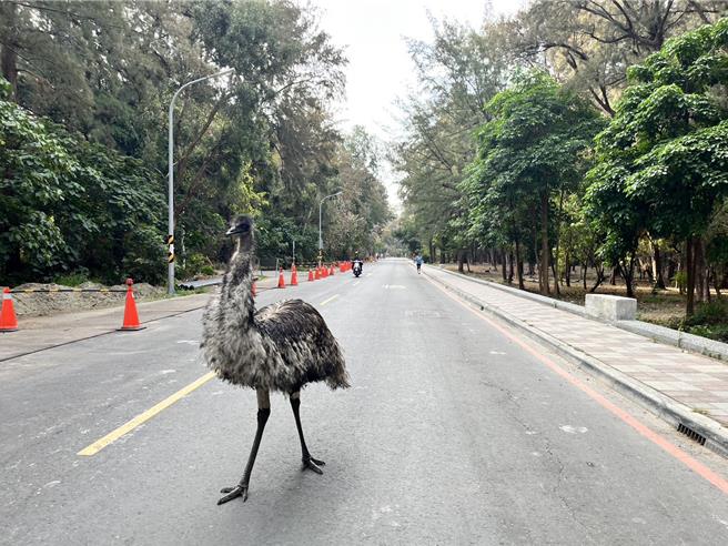 野崎孝男昨天遇到「鴯鶓」在漁光島逛大街，當下以為遇到鴕鳥。(野崎孝男提供／曹婷婷台南傳真)