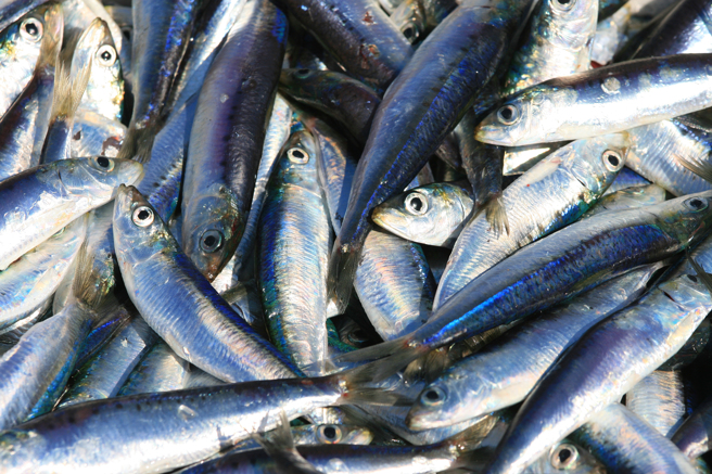 多吃海鱼有助改善睡眠品质与记忆力。（示意图，Shutterstock／达志）