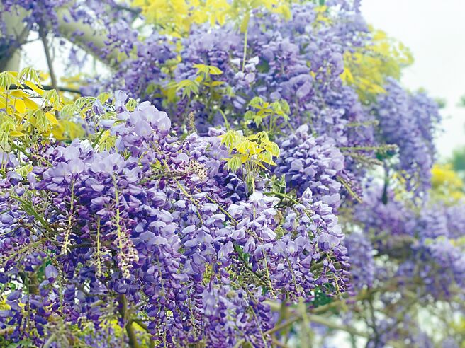 時值紫藤花季，嘉166縣道沿途可見紫藤花綻放，加上今年紫藤花季以「浪漫來嘉」為主軸，除一系列活動，還有活動好康、住宿優惠，眾多遊客特地上山感受紫色山城魅力。（嘉義縣政府提供／呂妍庭嘉義傳真）