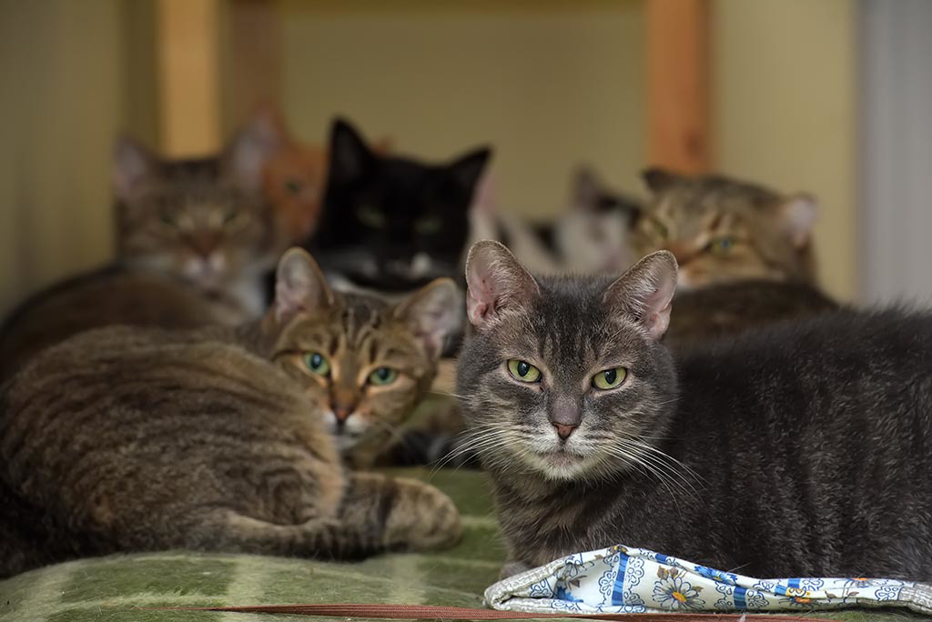 女网友跟老公吵架后，没想到家中饲养的7只猫咪全站在自己这边，给予她无声的支持，让她感动不已。(图:shutterstock/达志)