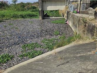 大里頭汴坑溪又見上萬魚群暴斃 民代要求揪真兇嚴懲