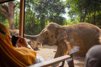 公象衝撞观光车 象牙插车头顶高高 对决影片曝