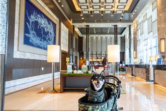 六福萬怡寵物月宴席寵毛孩  訂專案飯店暖捐5％做公益