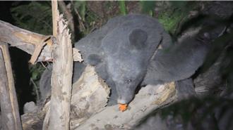 落難黑熊唉唉叫 部落巡守隊循聲解救 遺憾傷重不治