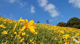 彰化虎山巖金針花將登場 花苞已現，邀您來猜猜第一朵花開日期！