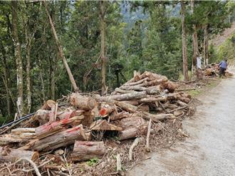南投雙龍林道疏伐廢材  開放在地人撿拾發展文創