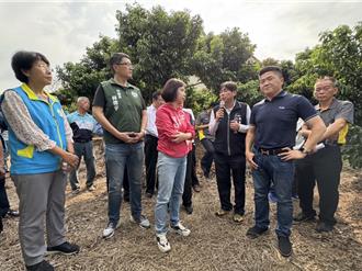 荔枝、龍眼花開不到3成！台中藍綠委爭取天災救助、中市加碼