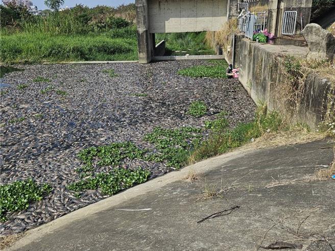 台中市大里区头汴坑溪常有大批鱼群暴毙事件，台中市议员江和树25日又接获反映立仁桥下游有成千上万只鱼群暴毙发出恶臭，质疑有工厂排放废水，要求环保局揪出元凶严惩。（台中市议员江和树提供／潘虹恩台中传真）