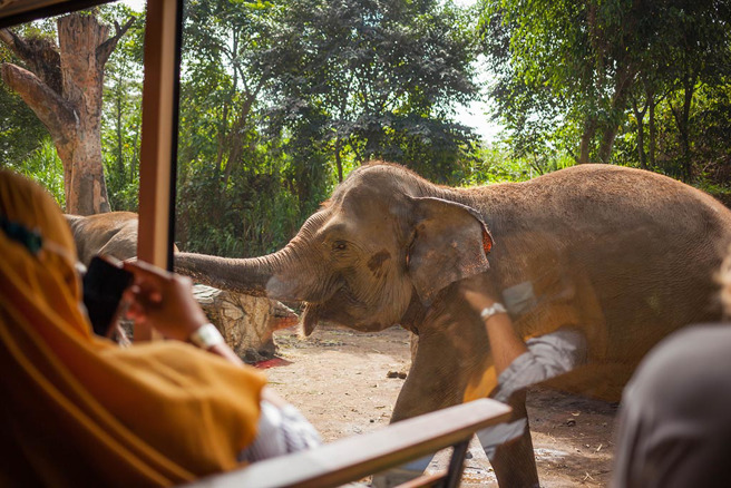 南非国家公园惊传公象发情暴走，对着车子猛撞狂掀，吓坏游客。(图:shutterstock/达志)