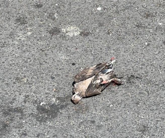 高雄岡山區25日再度停電，凶手疑似誤觸電線的鳥類，已經死亡掉在地面。（民眾提供／林瑞益高雄傳真）