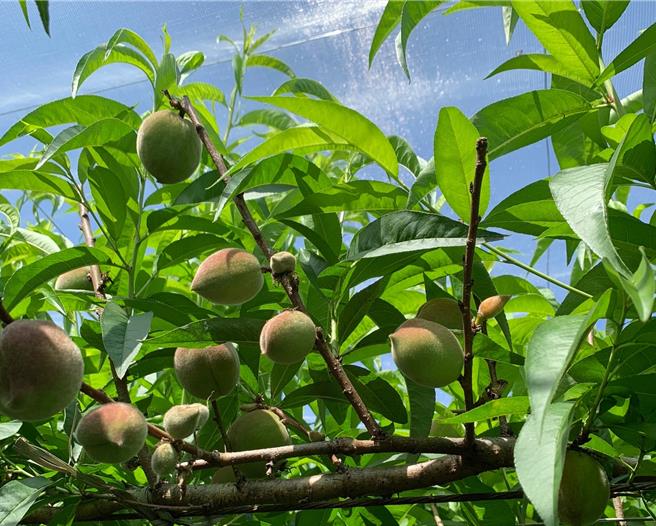 立法院副院長江啟臣服務團隊25日前往新社勘查桃子農損情況。（江啟臣服務處提供）