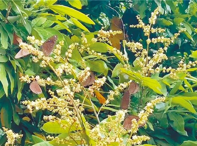 台灣紫斑蝶每年清明前由南往北遷徙，國道3號雲林縣林內鄉觸口段是必經之處，「台灣紫斑蝶生態保育協會」25日已在觸口觀察到紫斑蝶先遣部隊，每分鐘最多達200隻。（本報資料照片）