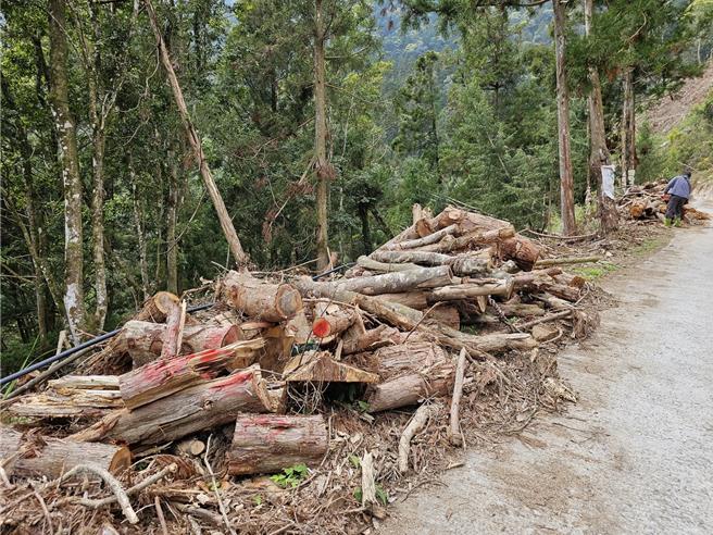 林保署南投分署首度开放疏伐废材供居民捡拾，提供创作资源，发展原乡文创产业。（林保署南投分署提供／杨静茹南投传真）