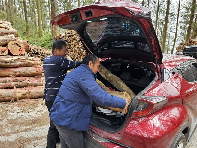 南投县信义乡人和村、潭南村、地利村及双龙村民眾，可自由捡拾双龙林道1至2.5公里沿线之疏伐废材。（林保署南投分署提供／杨静茹南投传真）