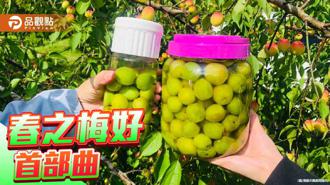 品觀點｜高雄「春之梅好」首發活動13日登場 用梅醋喚醒春日味蕾