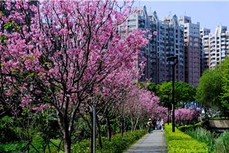 北投子溪步道上百樱花树盛开 新设赏樱平台提供游憩