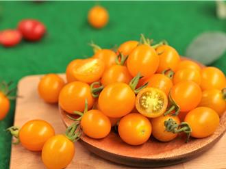 农试所歷时8年让小番茄更耐热 新品种「糖馨」拚年底上市