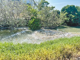 雞毛亂飄擾民 彰化無照畜牧場遭檢舉