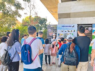 雲林 先遣紫斑蝶報到 每分鐘最多200隻