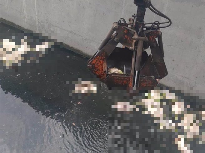 彰化县大城乡海堤及排水沟惊见大量鸭尸，彰化县政府相关单位已派员打捞清理及消毒。（彰化县政府提供／孙英哲彰化传真）