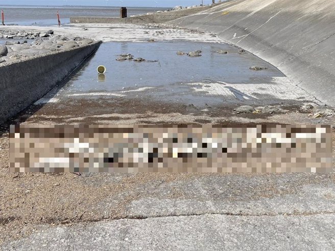 彰化县大城乡海堤及排水沟惊见大量鸭尸，彰化县政府相关单位已派员打捞清理及消毒。（彰化县政府提供／孙英哲彰化传真）