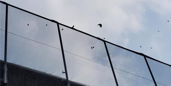 紫斑蝶用力飛越高速公路護欄上的4公尺高防護網。（周麗蘭攝）