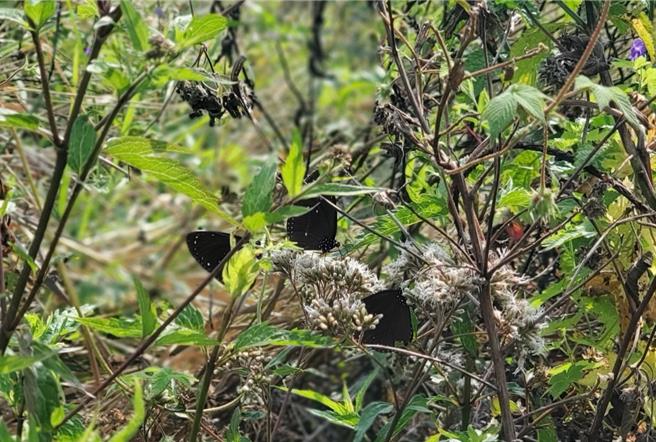 紫斑蝶出發前先在蜜源食物上吸取，補充體力。（周麗蘭攝）