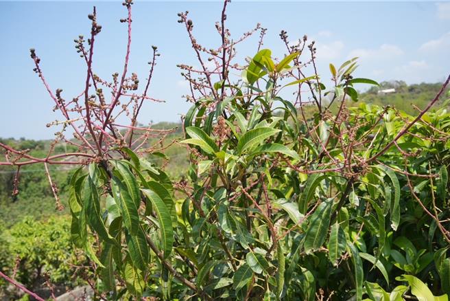 台南市山区芒果今年开花率明显降低。（郭国文服务处提供／宝智华台南传真）